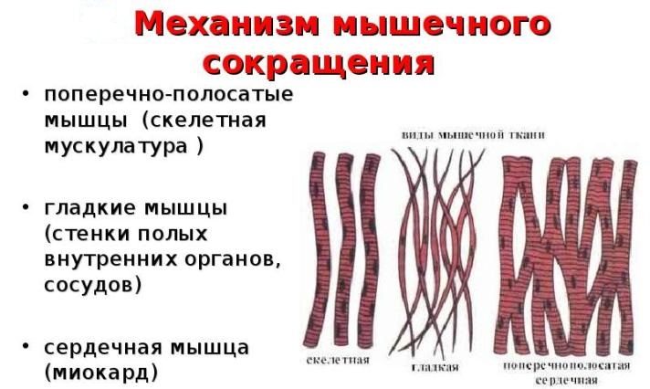 Механизм мышечного сокращения