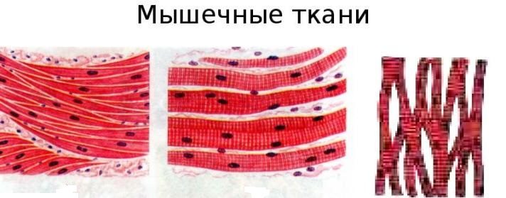 Мышечные ткани