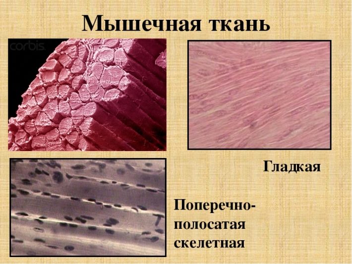 Гладкая и поперечно-полосатая мышечная ткань человека