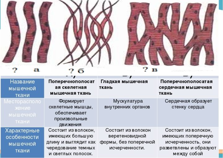 Типы мышечной ткани