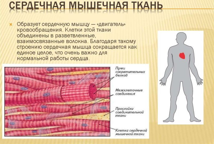 Сердечная мышечная ткань