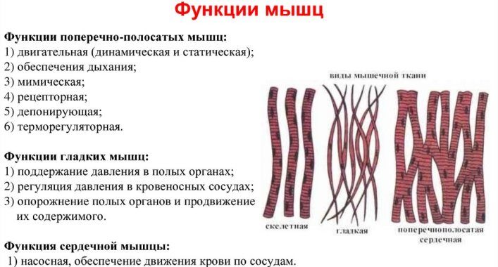 Функции мышц