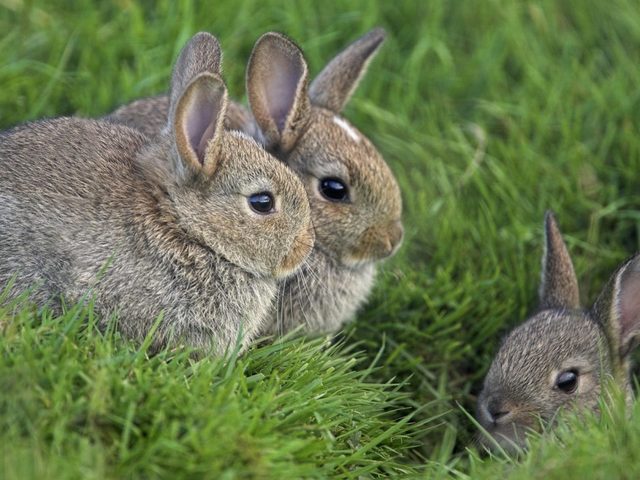 Лучшие народные средства от вздутия живота у козы, кроликов: лечение, рецепты