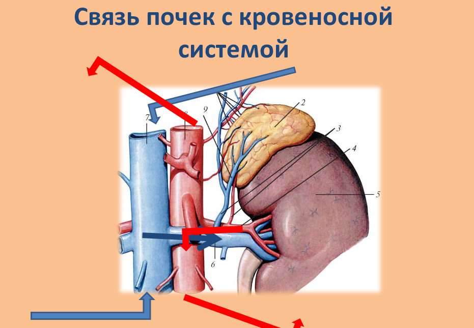 Связь почки с кровеносными сосудами