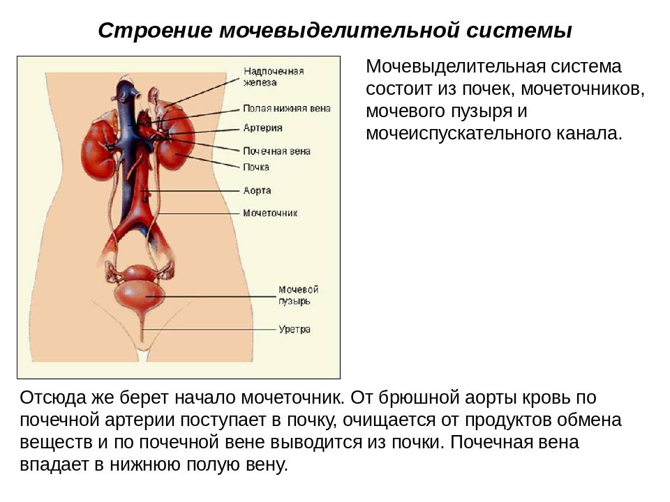 Мочевыделительная система