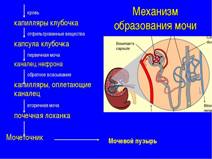 Как образуется моча?