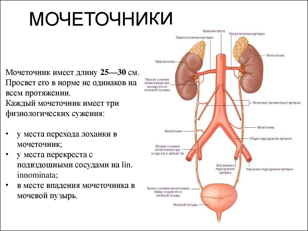 Мочеточник человека