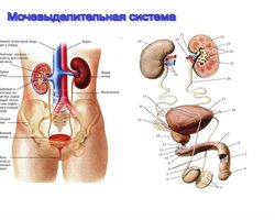 Строение и функции мочевыделительной системы человека: схема с описанием