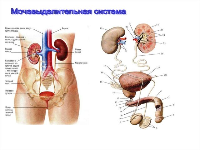 Строение и функции мочевыделительной системы человека: схема с описанием