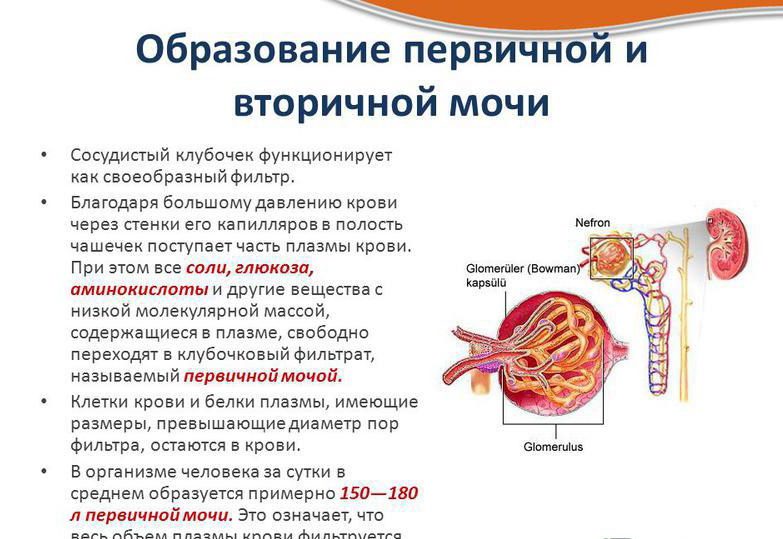 Процесс образования мочи