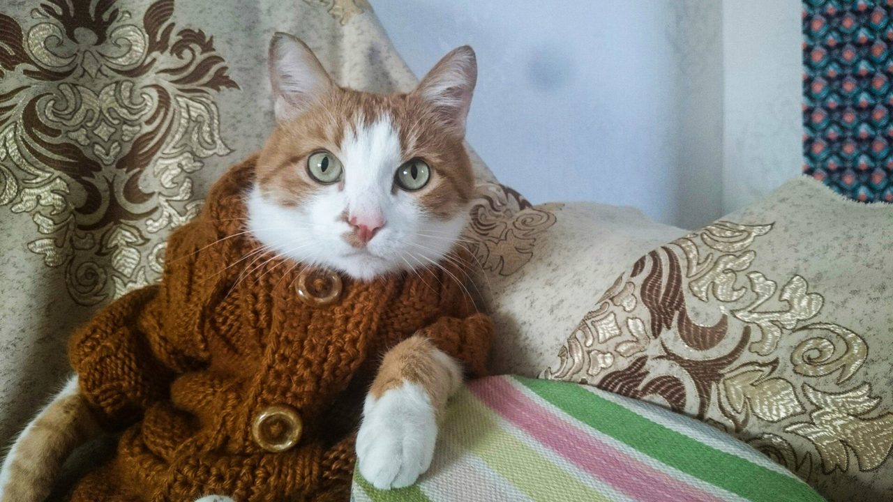 Кот, как полноправный член семьи