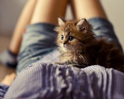 Не могу пережить смерть, потерю кота, кошки: что делать? Как пережить смерть любимого кота, котенка, унять боль утраты взрослому, ребенку: советы психолога, ответы священника