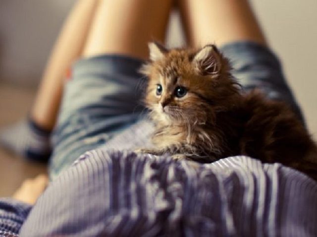 Не могу пережить смерть, потерю кота, кошки: что делать? Как пережить смерть любимого кота, котенка, унять боль утраты взрослому, ребенку: советы психолога, ответы священника
