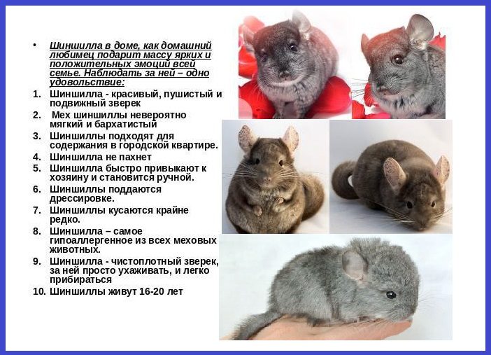 Основы