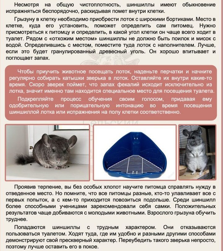 Как приучить к лотку