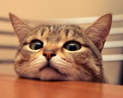 Кошка лазит по столу: почему, что делать, как отучить?