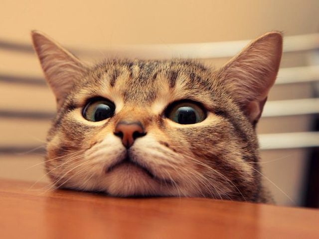 Кошка лазит по столу: почему, что делать, как отучить?