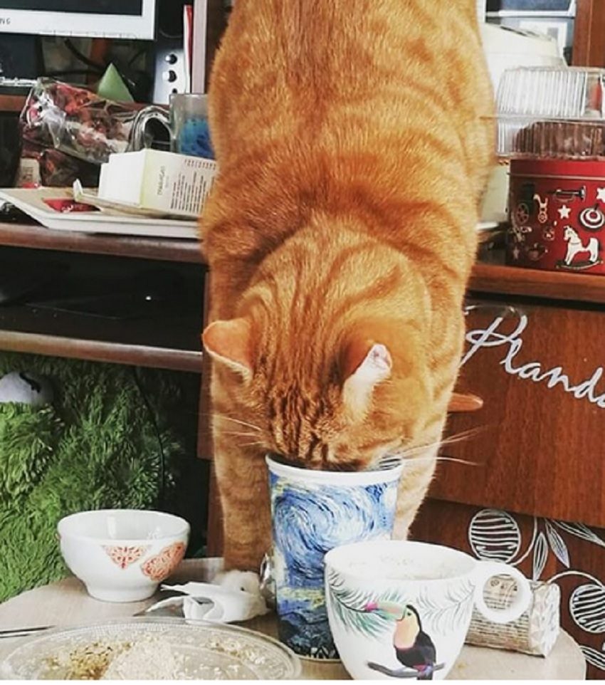 Важно отучить