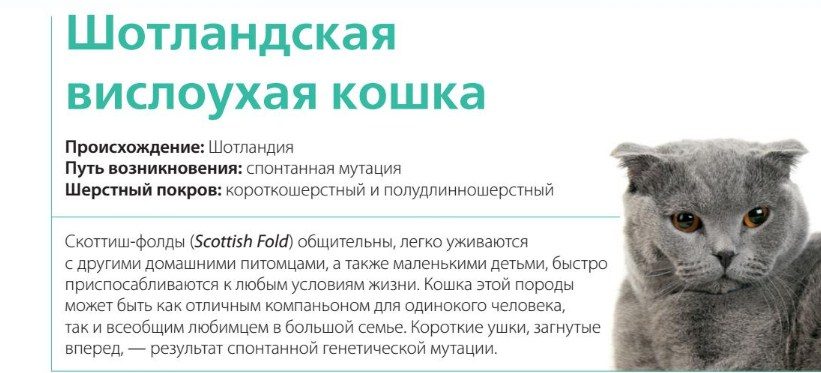 Кратко