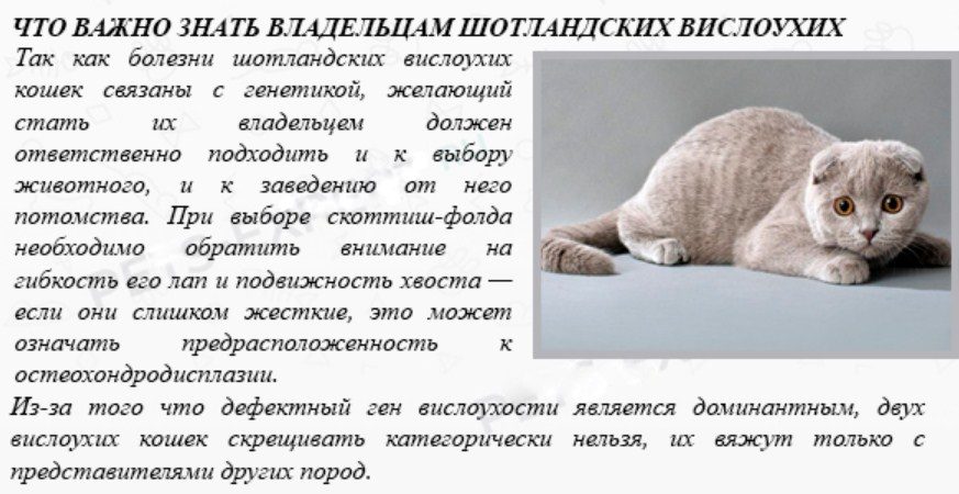 Совет
