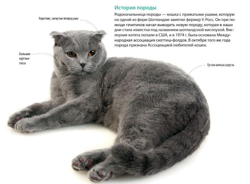 История