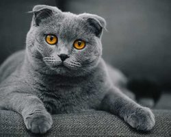 Вислоухая кошка Скоттиш Фолд: характер, особенности, описание породы, окрас, фото, отзывы владельцев