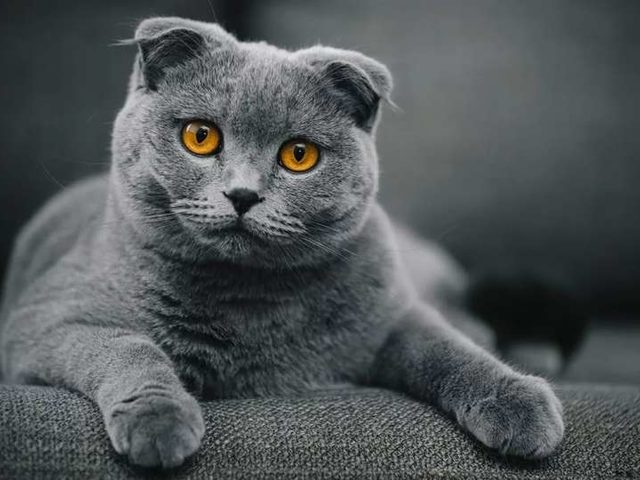 Вислоухая кошка Скоттиш Фолд: характер, особенности, описание породы, окрас, фото, отзывы владельцев