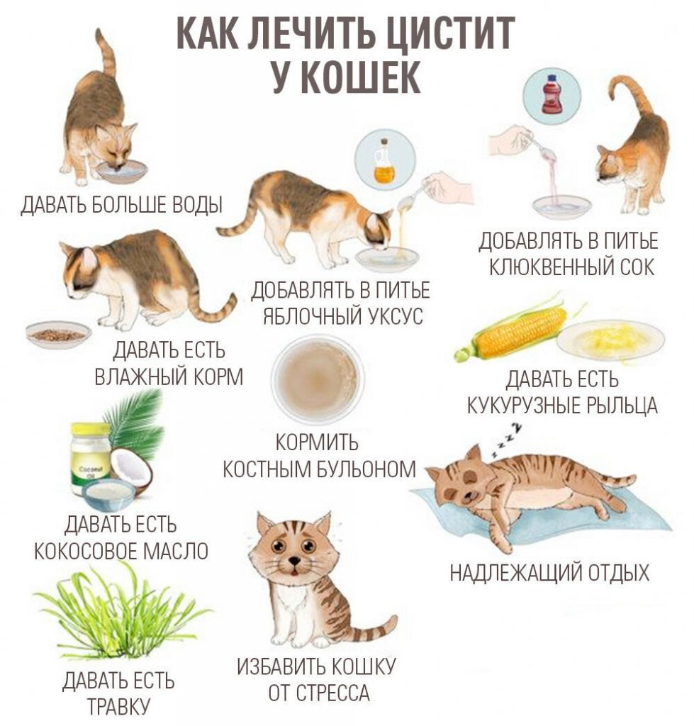 Цистит у кошек: лечение в домашних условиях