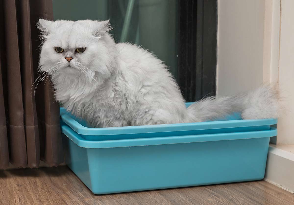 Проблема мочеиспускания у кошек