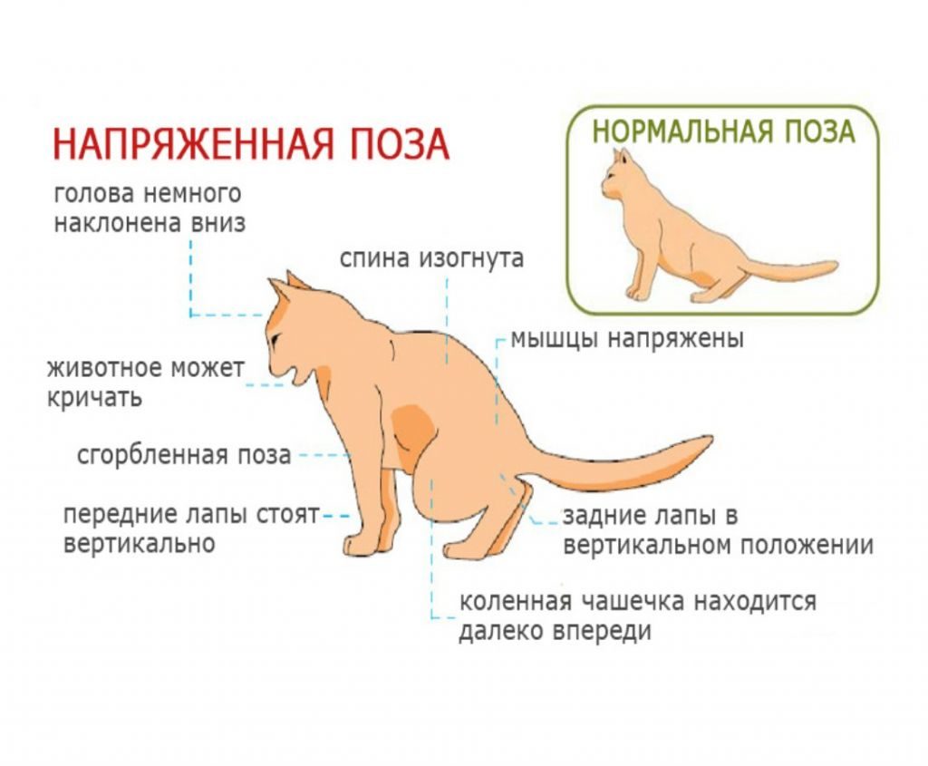 Как распознать цистит у кошки