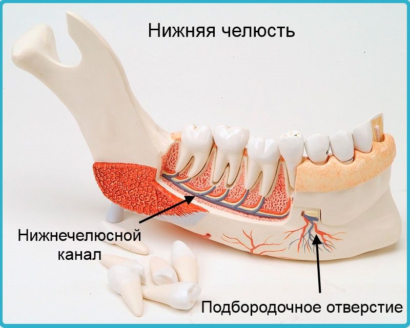 Строение нижней челюсти
