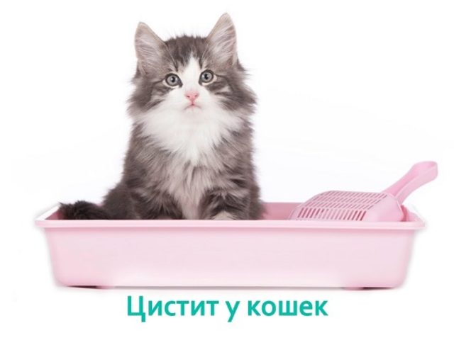 Цистит у кошек: диагностика, анализы, лечение, советы и рекомендации