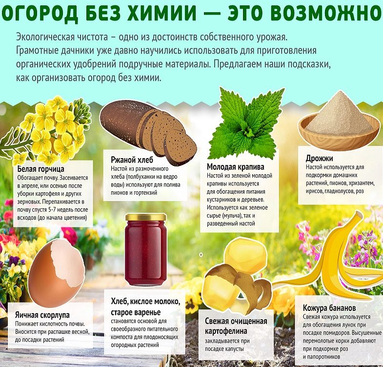 Как удобрять рассаду продуктовыми отходами