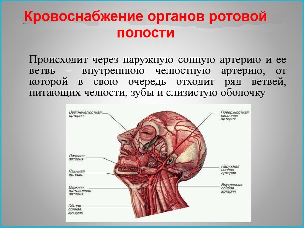 Кровоснабжение челюстей человека