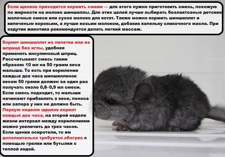 При необходимости искусственного вскармливания