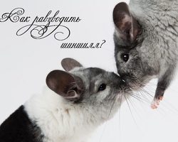 Как разводить и спаривать шиншиллы для размножения: рекомендации, отзывы владельцев. Сколько длится беременность и как принимать роды у шиншилл: советы ветеринара