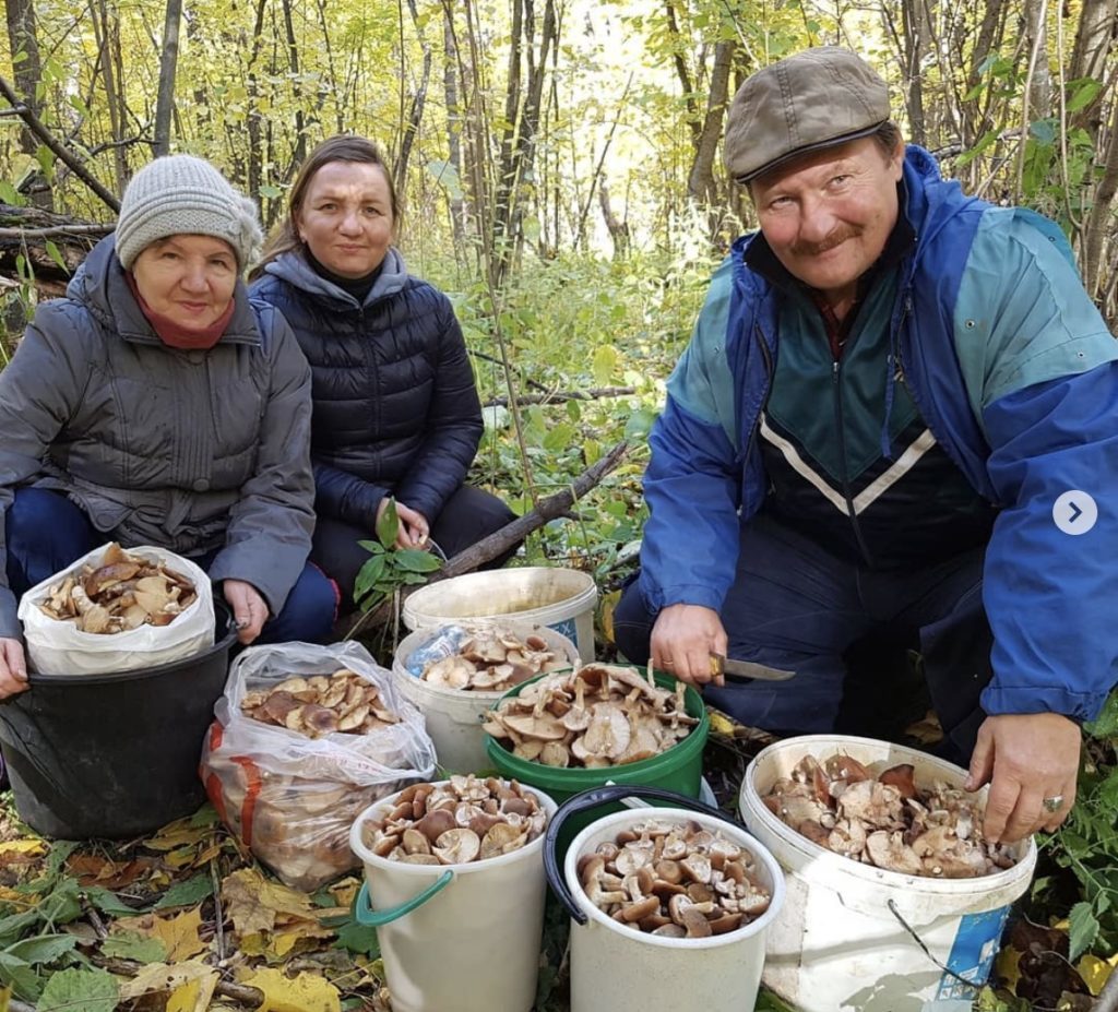 Собирать грибы