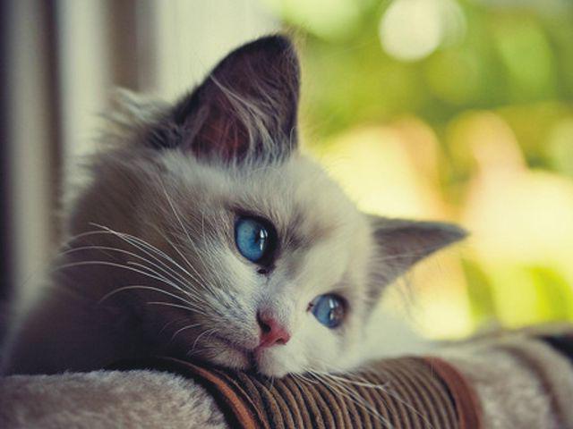 У котенка
