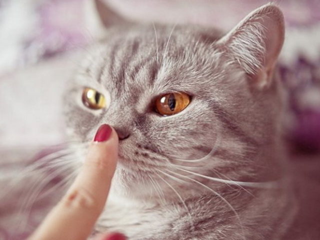 Почему у кота, кошки, котенка сухой и теплый, горячий, холодный нос: что делать?