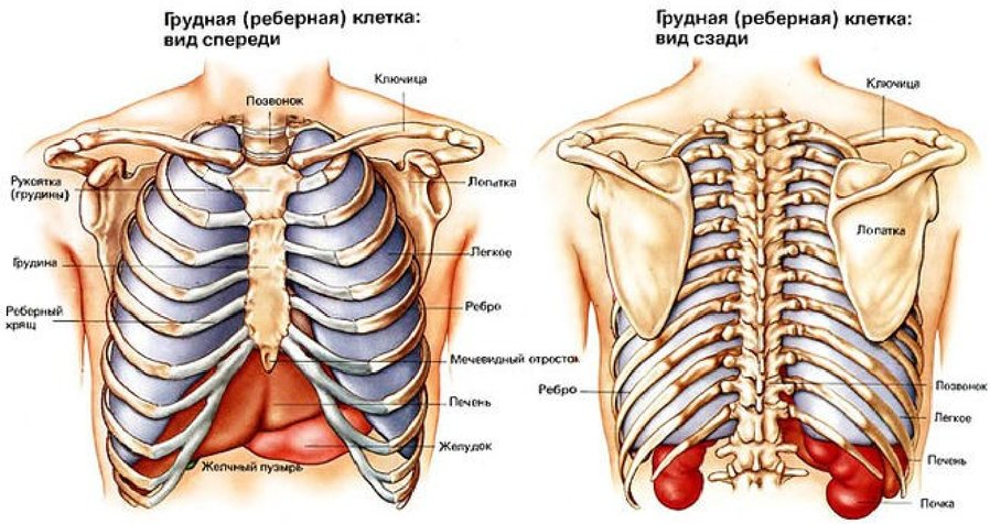 Изображение 2. строение грудной клетки (вид спереди и сзади).