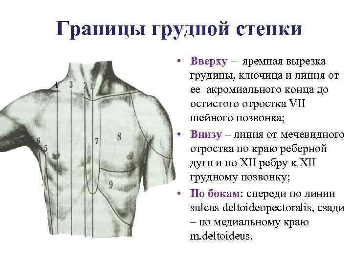 Изображение 3. границы грудной клетки.
