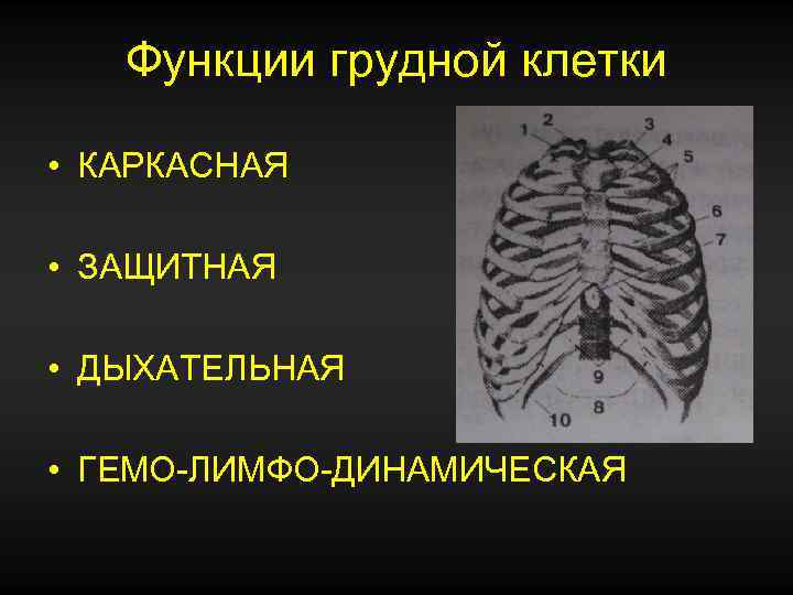 Изображение 6. основные функции грудной клетки.