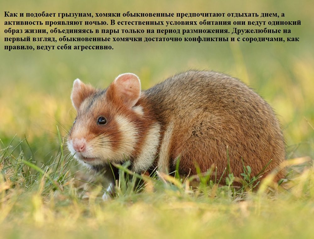 Обыкновенный