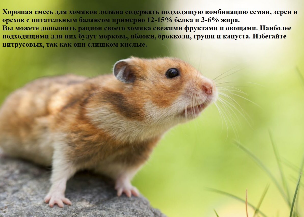 Сирийский