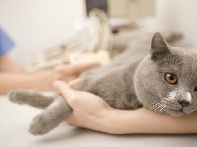 ХПН у кошек — почечная недостаточность у кошек: симптомы, лечение