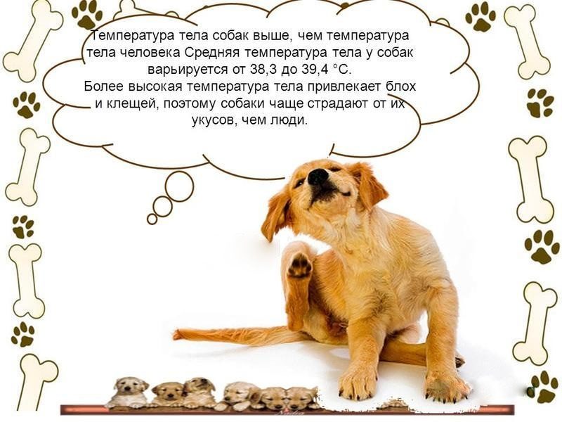 Температура