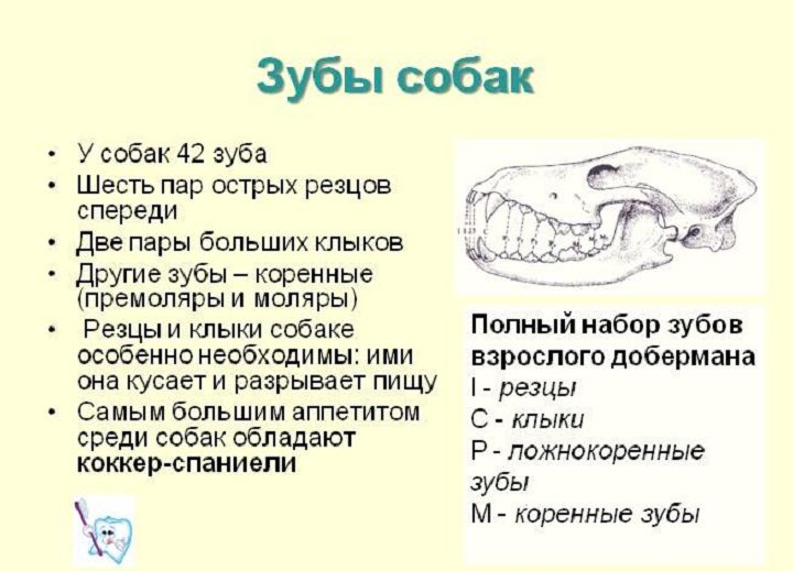 Зубы у собак