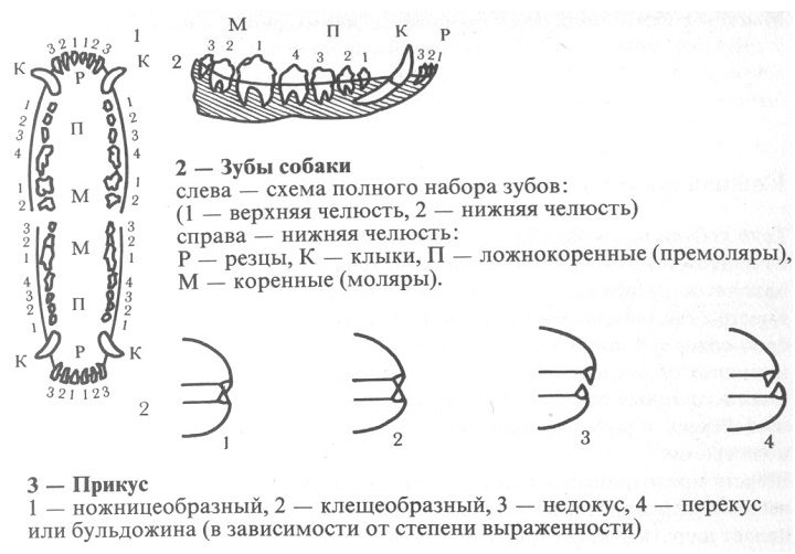 Прикус