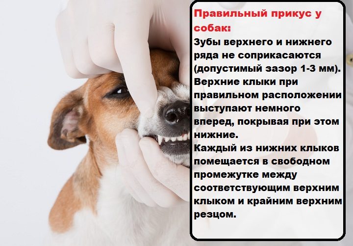 Правильный прикус у собак