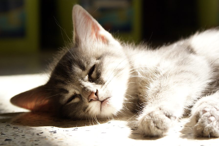 Котенок спит
